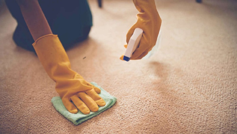 Why You Should Trust a Professional Pet Odor Removal Service