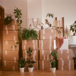 Towers of moving boxes surrounded by indoor plants in a room