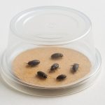 Tobacco beetles inside a clear plastic container on a brown base.