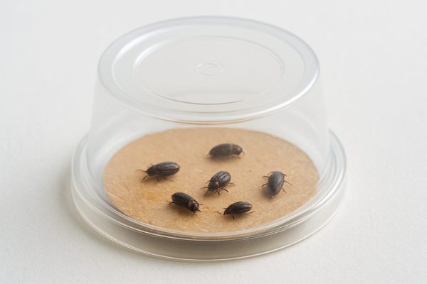 How Can a Tobacco Beetle Trap Improve Storage Protection and Pest Management?